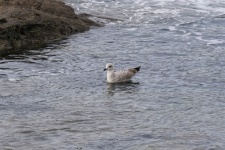 Young Gull Carried By The Waves