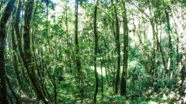 Kew Mae Pan,Doi Inthanon National Park