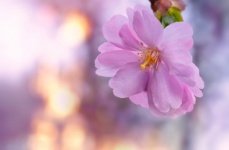 Cherry Blossom Flower Sunlight Bokeh