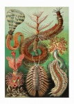 Coral Reef Starfish Vintage Art