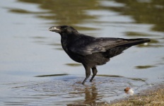 Crow Raven Bird Black