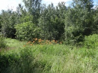 Meadow, Trees, Summer 2020