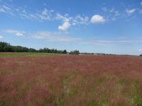 Meadow, Summer 2020