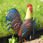 The Garden Rooster 001