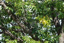 Leaves On A Japanese Raisin Tree