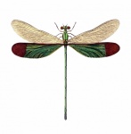 Dragonfly Wings Art Vintage