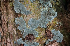 Lichen And Moss On Bark Of Tree