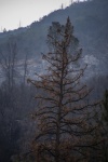 Lone Dead Tree In Mountains