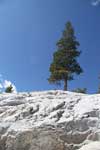 Lone Pine Tree On A Mountain