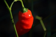 Long Pointed Red Sweet Pepper