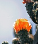 Luminous Orange Prickly Pear Flower