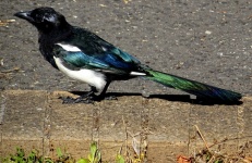 Magpie Bird On A Wall