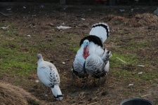 Male And Female Turkey