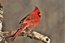 Male Cardinal On Branch Close-up