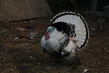 Male Turkey Strut