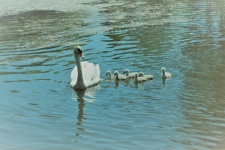 Mother Swan And Her Cubs