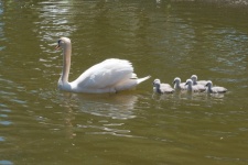Swan Mom Swimming With Her Cubs