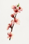 Almond Blossom Cherry Blossom Branch Art
