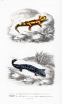 Newt Salamander Vintage Art
