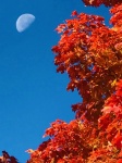 Moon In Autumn Sky