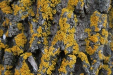 Moss On Tree Bark