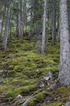Mossy Mountain Forest