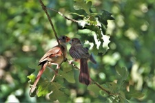 Mother Cardinal Feeding Fledgling