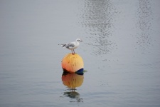 Seagull On A Buoy