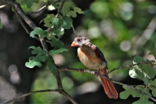 Moulting Female Cardinal Bird