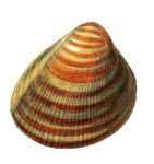 Shell Snail Vintage Art