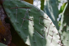 Name Engraved On Prickly Pear Leaf