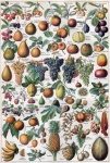 Fruits Fruits Vegetables Vintage