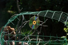 Old Cd Used As A Bird Repellent