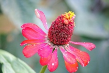 Old Zinnia Flower With Faded Petal