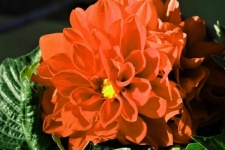 Orange Dahlia Flower Close-up