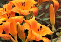 Orange Day Lilies Close-up