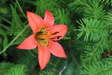 Orange Fire Lily Flower