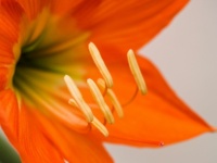 Orange Flower Background