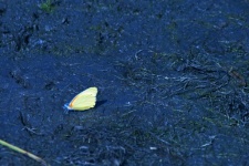 Pale Yellow Butterfly With Orange
