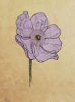 Pasque Flower