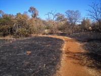 Path Curving Into Bush