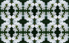 Pattern Of Small White Flower