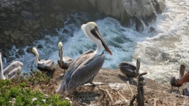 Pelicans On A Bluff
