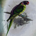 Parrot Design 1 - Edward Lear