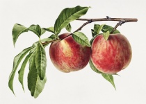 Peach Fruit Art Vintage