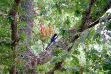 Magpie In The Forest