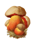 Mushrooms Fungi Vintage Art