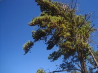 Pine Tree Against Blue Sky Leaning