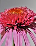 Pink Coneflower Close-up Portrait