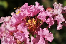 Pink Crepe Myrtle Bloom Close-up
